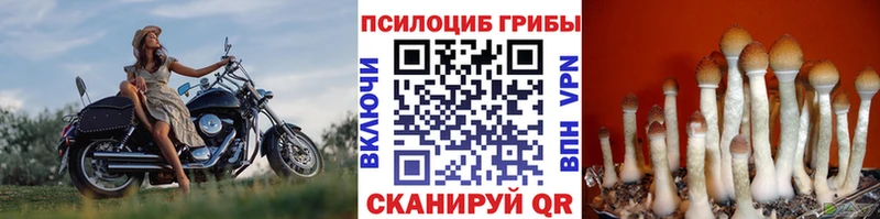 darknet формула  Темников  Псилоцибиновые грибы Psilocybe 